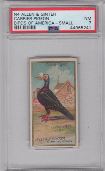1889 N13 Allen & Ginter Game Birds PRAIRIE CHICKEN PSA 7 NM Pop 3-2 Higher 